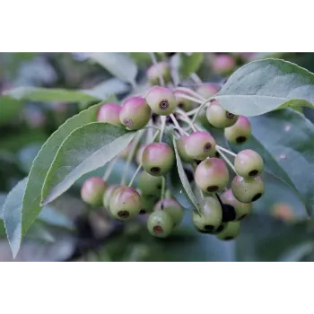 Organic Amla Plant